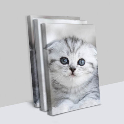 Yavru Kedi 3 Parçalı Kanvas Tablo - 1